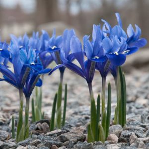 Great product Iris reticulata Harmony, professionals can order them here. We provide you with the beste quality and price. Contact us.