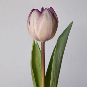 Single purple tulip Jacuzzi
