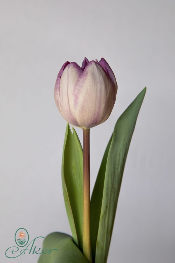Single purple tulip Jacuzzi