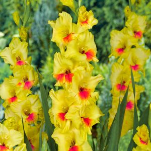 Stunning yellow/red gladiolus 'Jester'