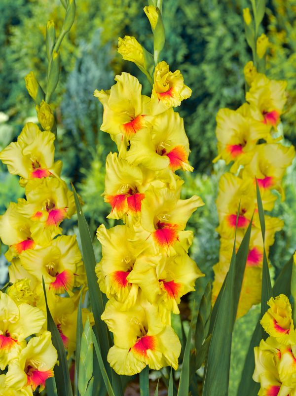 Stunning yellow/red gladiolus 'Jester'