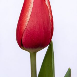 Beautiful strong red tulip Kung-Fu