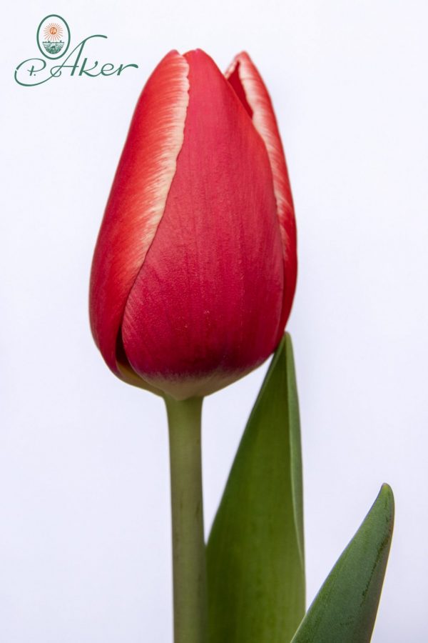 Beautiful strong red tulip Kung-Fu