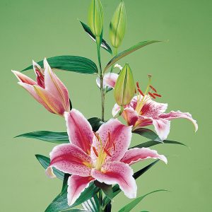 Beautiful pink and white lily 'La Mancha'