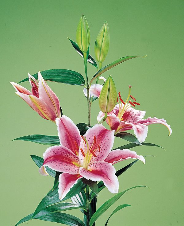 Beautiful pink and white lily 'La Mancha'