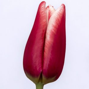 Beautiful red-white tulip La Mancha