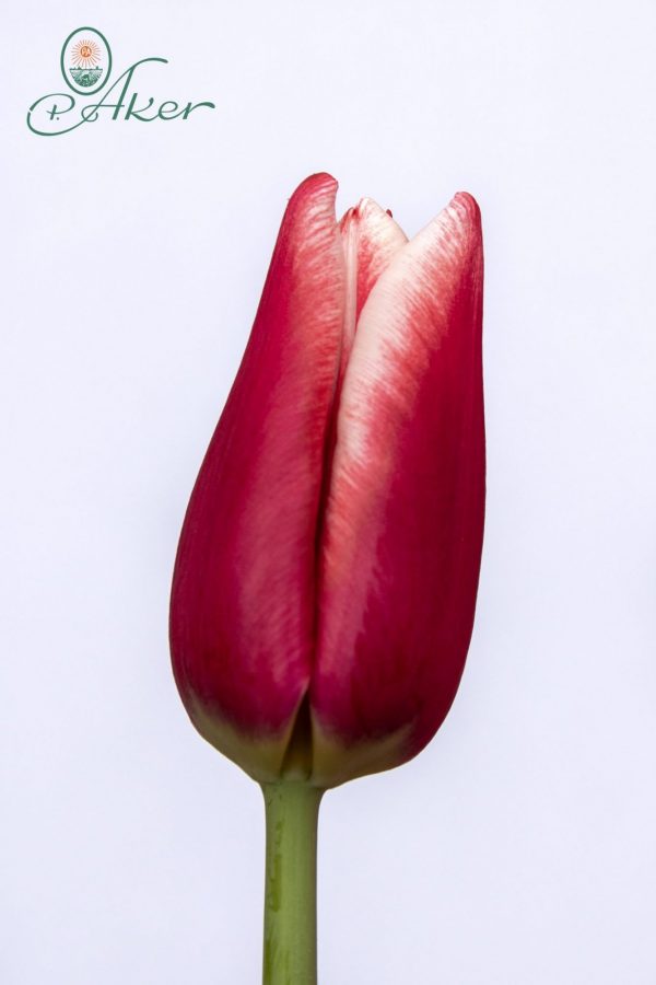 Beautiful red-white tulip La Mancha