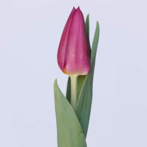 Single purple tulip Laptop
