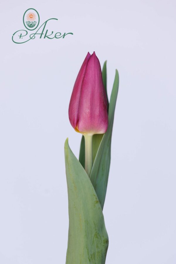 Single purple tulip Laptop