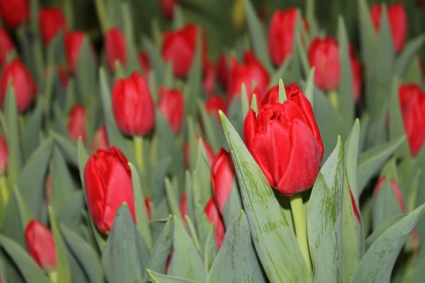Crate red tulips Largo