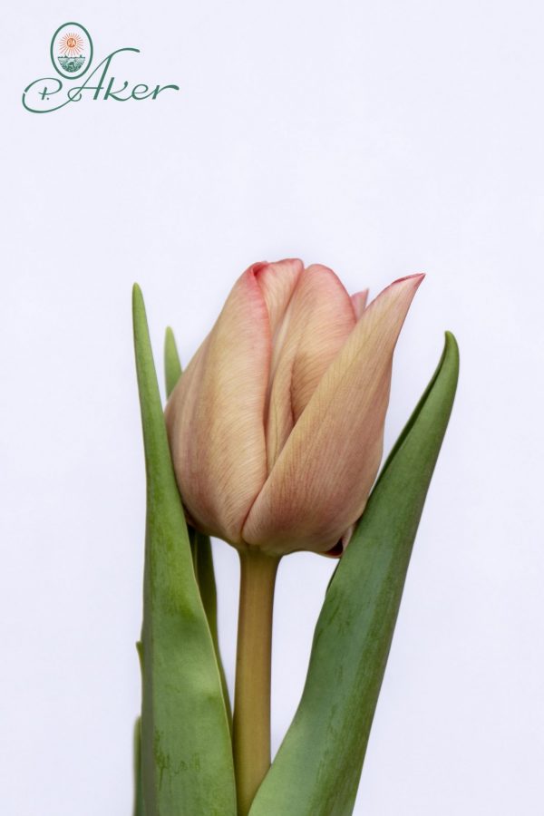 Beautiful pink tulip Lasergame