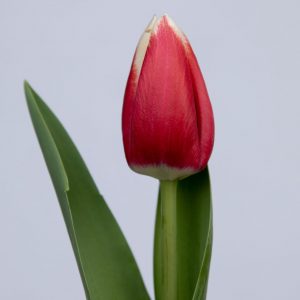 Stunning red/white single tulip Lech Walesa
