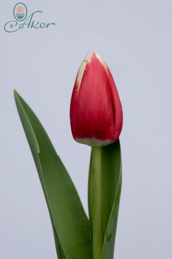 Stunning red/white single tulip Lech Walesa