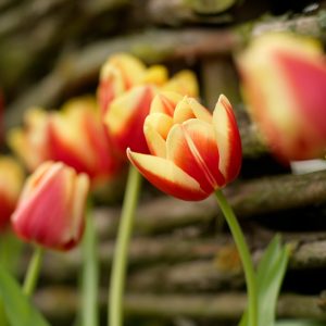 Red and Yellow tulip