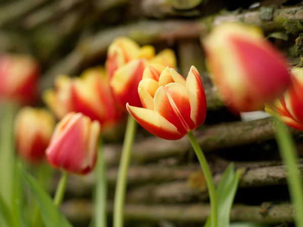 Red and Yellow tulip