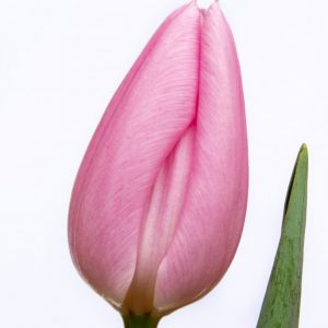 Beautiful pink tulip Lima