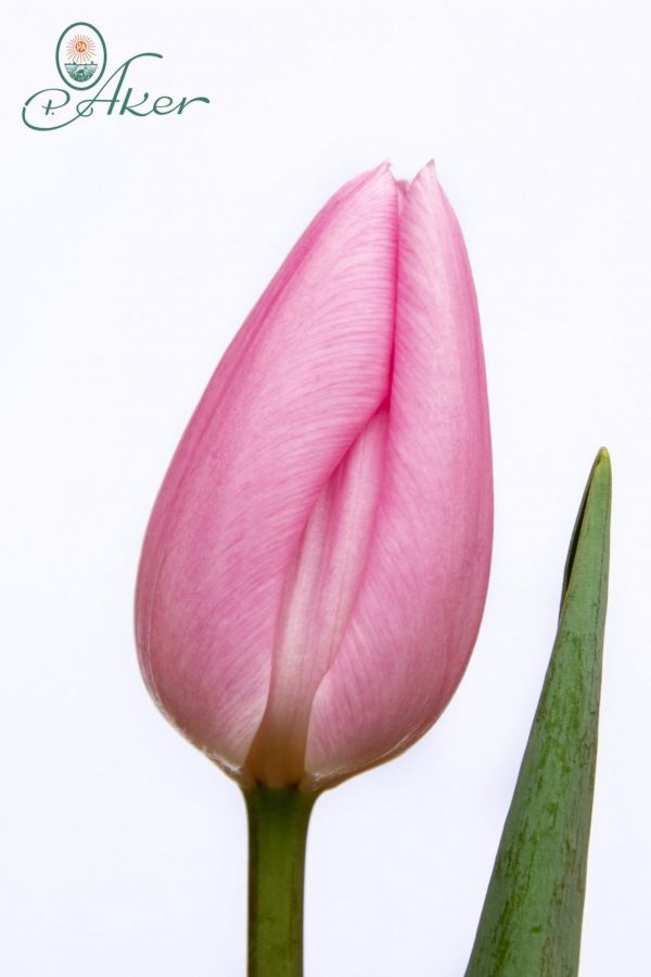 Beautiful pink tulip Lima