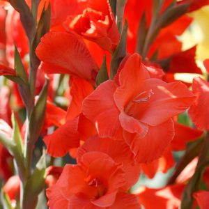 beautiful red gladiolus 'Live Oak'