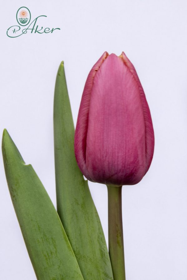 Beautiful pink tulip Louvre