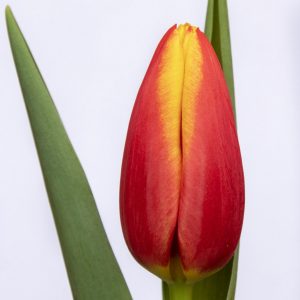 Beautiful red-yellow tulip Luba