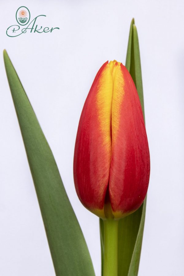 Beautiful red-yellow tulip Luba