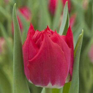 Single red tulip Magic Price