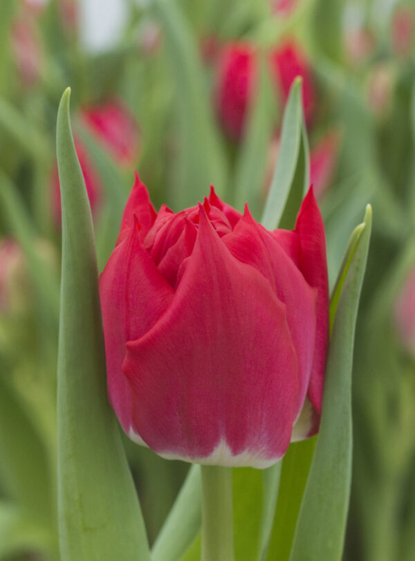 Single red tulip Magic Price