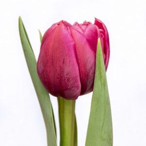 Beautiful pink tulip Margarita