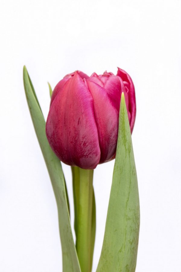 Beautiful pink tulip Margarita