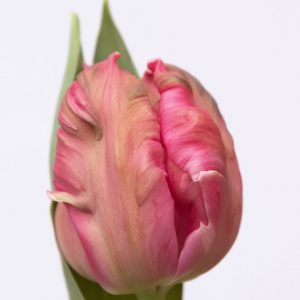 Beautiful pink tulip Marvel parrot