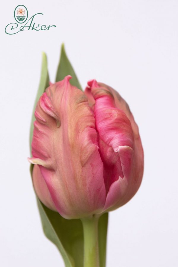 Beautiful pink tulip Marvel parrot