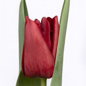 Beautiful dark red tulip Mascara