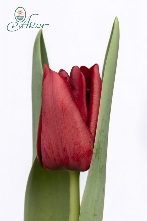 Beautiful dark red tulip Mascara