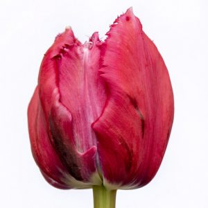 Beautiful fringed pink tulip Mascotte