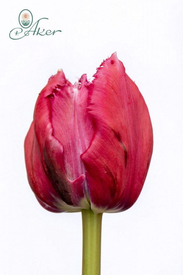 Beautiful fringed pink tulip Mascotte