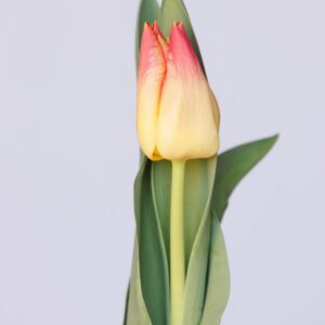 Single Yellow/Pink tulip Match