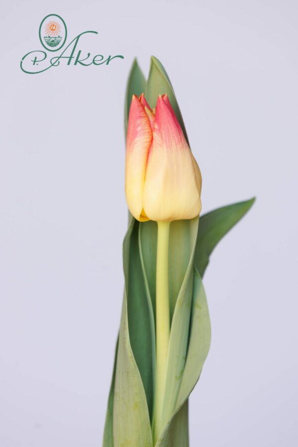 Single Yellow/Pink tulip Match