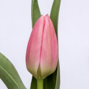 Single pink tulip Matchmaker