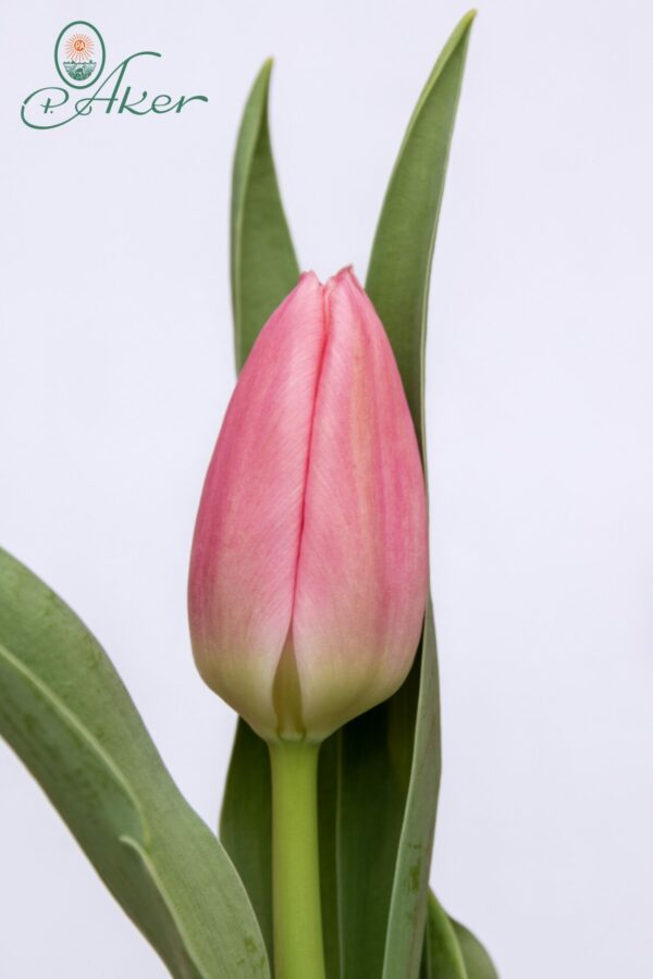 Single pink tulip Matchmaker