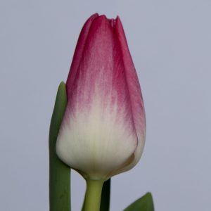 Stunning pink tulip Mempis