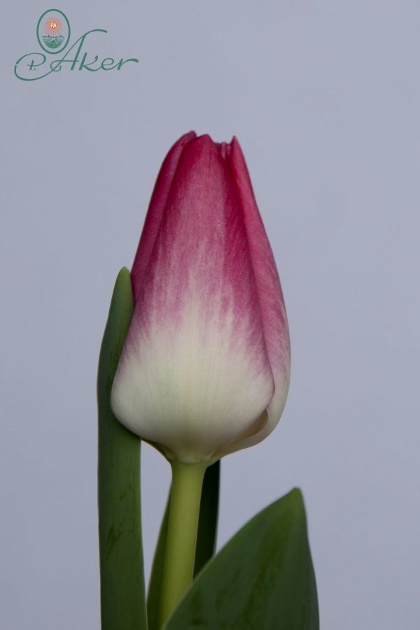 Stunning pink tulip Mempis