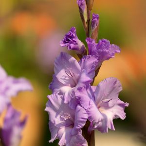Purple gladiolus 'Milka'