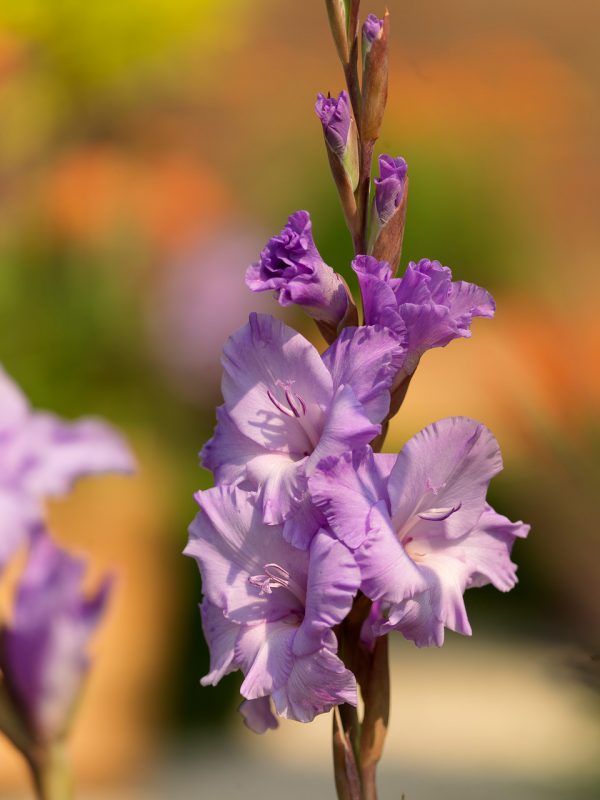 Purple gladiolus 'Milka'