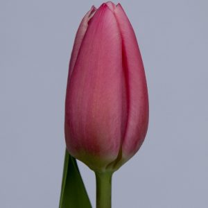 Beautiful single long pink tulip Milkshake