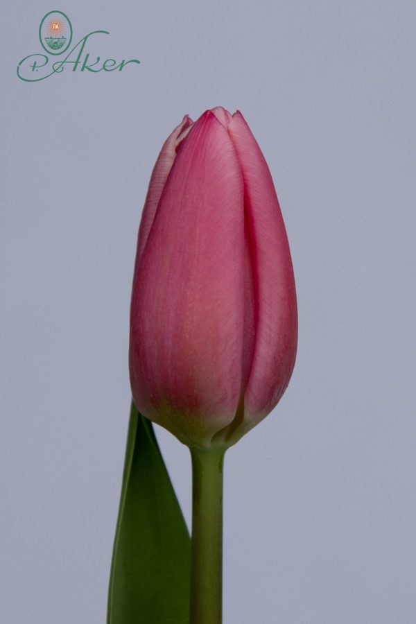 Beautiful single long pink tulip Milkshake