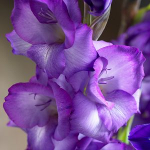 Beautiful purple galdiolus