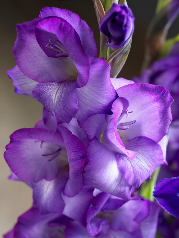 Beautiful purple galdiolus