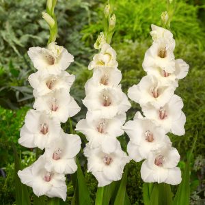 Beautiful white gladiolus 'Ocilla'