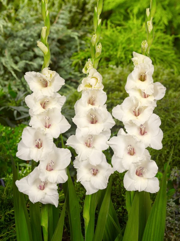 Beautiful white gladiolus 'Ocilla'