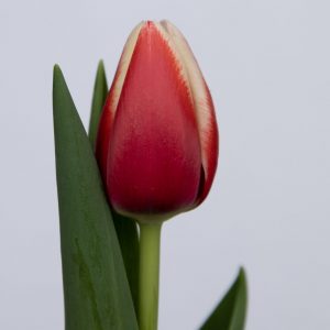 Beautiful red/white single tulip Outfit